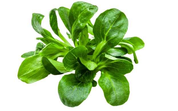 Frischer Feldsalat in bester Qualität Grüner Feldsalat mit zarten Blättern